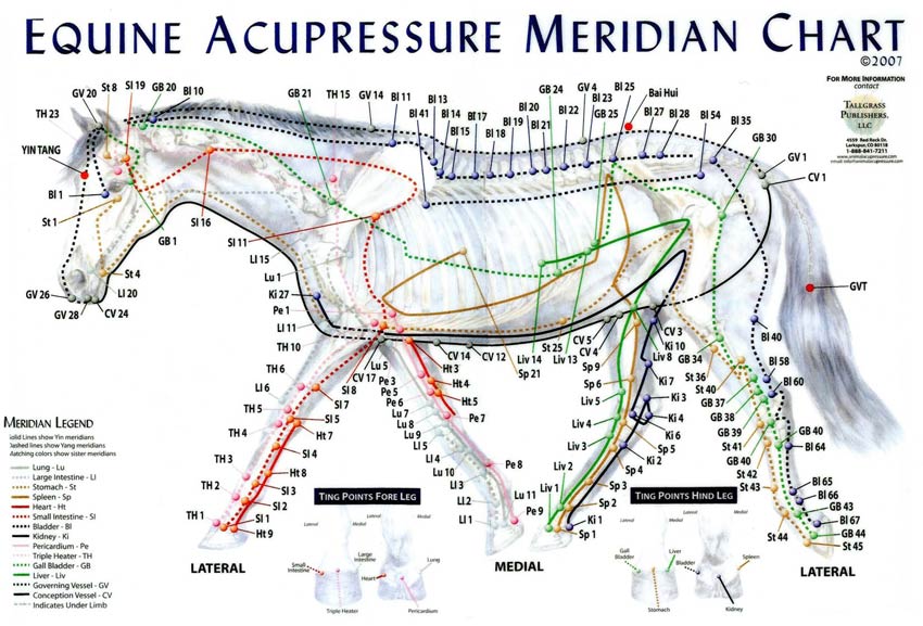 Equine Acupressure Meridian  Chart